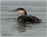 Common Loon-1st Summer