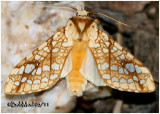 <h5><big>Hickory Tussock Moth<br></big><em>Lophocampa caryae #8211</h5></em>