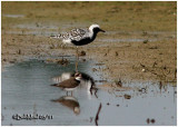 Black-bellied Plover-Breeding Plumage