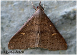 <h5><big>Speckled Renia Moth<br></big><em> Renia adspergillus  #8386</h5></em>