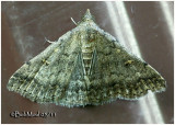 <h5><big>Florida Tetanolita  Moth<br></big><em>Tetanolita floridana #8368</h5></em>