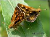 Peck's Skippers-Male Left-Female-Right