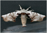 <h5><big>Spotted Apatelodes Moth<br></big><em>Apatelodes torrefacta  #7663</h5></em>