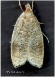 <h5><big>Black-fringed Psilocorsis Moth <br></big><em>Psilocorsis cryptolechiella #0956</h5></em>