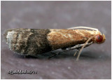 <h5><big>Broad-banded Eulogia Moth<br></big><em>Eulogia ochrifrontella  #5999</h5></em>