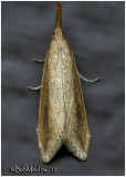 <h5><big>Donacaula sordidella Moth<br></big><em>Donacaula sordidella  #5313</h5></em>
