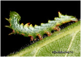 <h5><big>Double-toothed Prominent Moth Caterpillar 1st or 2nd instar <BR></big><em>Nerice bidentata #7929</h5></em>