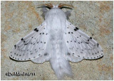 <h5><big>Dot-lined White Moth<br></big><em>Artace cribraria #7683</h5></em><BR>