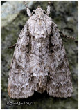 <h5><big>Ruddy Dagger Moth<br></big><em> Acronicta rubricoma  #9199</h5></em>