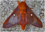 <h5><big>Orange-tipped Oakworm Moth<br></big><em>Anisota senatoria  #7719</h5></em>