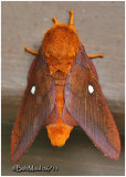GIANT SILKMOTHS AND ROYAL MOTHS-Family Saturniidae