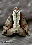 Baltimore Bomolocha MothHypena baltimoralis #8442