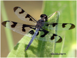 Banded Pennant-Male