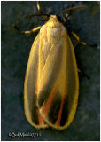 TIGER MOTHS-Sub-Family Arctiinae
