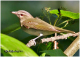 VIREOS