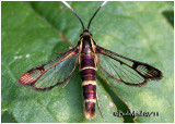 CLEARWING MOTHS-Family Sesiidae