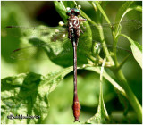 Russet Tipped Clubtail
