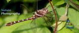 DragonfliesBanner.jpg