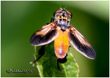 Feather-legged Fly-Female