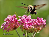 Snowberry Clearwing Moth 