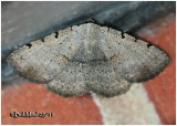 <h5><big>Moon-lined Moth<br></big><em> Spiloloma lunilinea #8769</h5></em>