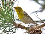 Pine Warbler