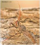 Wheel Bug