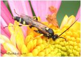 Ichneumon Wasp-Male