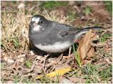 Dark Eyed Junco - Leucistic