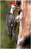 Pileated Woodpecker-Male