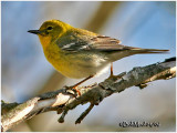 Pine Warbler