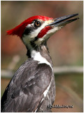 Pileated Woodpecker - Male