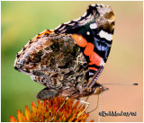 <h5><big>Red Admiral<br></big><em>Vanessa atalanta</h5></em>