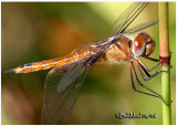 Red Saddlebags - PA STATE RECORD