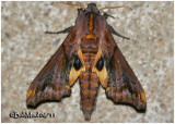 Small-eyed Sphinx Moth Paonias myops #7825
