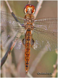 Spot-winged Glider-Female