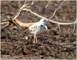 Leucistic Killdeer