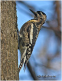 Yellow-bellied Sapsucker-Juvenile