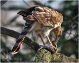 Sharp-shinned Hawk-Immature Female