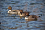 Northern Pintails