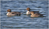 Northern Pintails