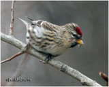 Common Redpoll-Female