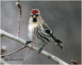 Common Redpoll-Female