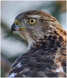 Sharp-shinned Hawk-Juvenile