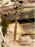 Springtime Darner