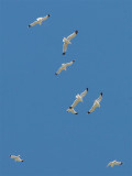 16707-Gulls.jpg