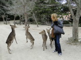 013 miyajima island.JPG