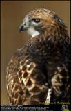 Red Tail ...