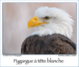 American Bald Eagle ...