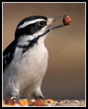 Woodpecker With Nut
